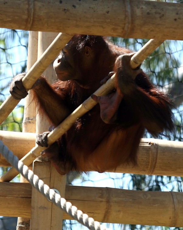 Orang-Hutan: People of the Forest