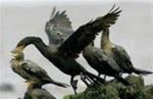 Bird flu could hit U.S. next year 
