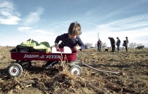 Thousands pick up free vegetables on Colo. farm 
