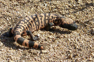 Gila monster