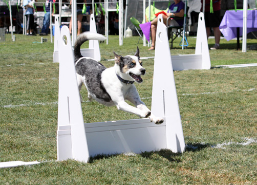 Woofstock
