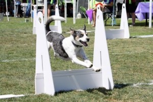 Woofstock