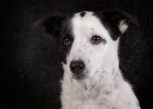 Pet of the Week: Miles 