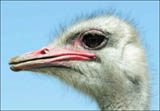 The spotlight is on some really big birds this weekend at Chandler Ostrich Festival 