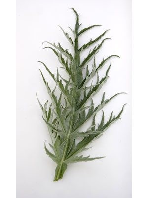 Plant of the week: Globe artichoke 
