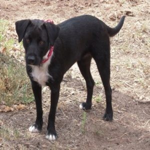 Pet of the Week: Mindi 