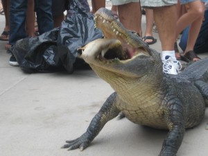 Tuesday the alligator