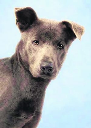 Pet of the Week: Mikey – Adopted 