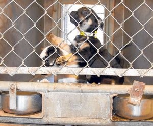 Animal shelters full; more euthanasia possible 