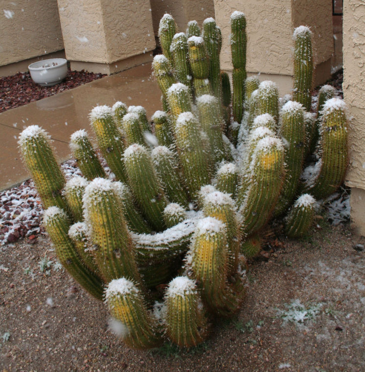 Snow Day