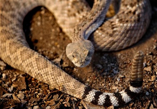 Silent Rattlesnakes