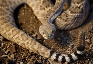 Silent Rattlesnakes