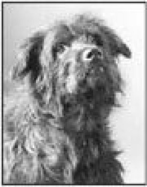 Payton will cuddle his way into a new home 