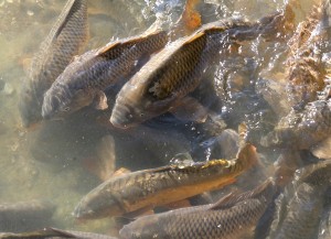 SRP Fish Herding