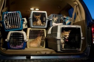 Rescue group bringing more dogs to Valley 