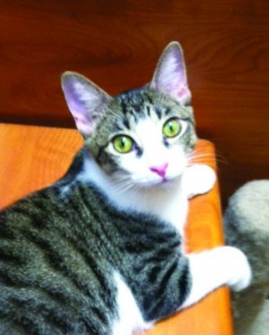 Someone to love: Alfalpha