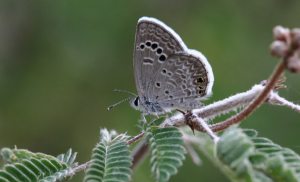 Butterflying is easy, free ... beautiful 