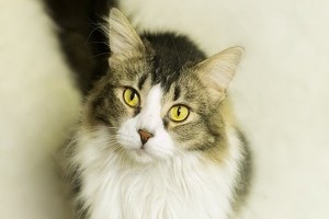 Sophia