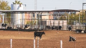 Dairy owner: Fighting city annexation costly 
