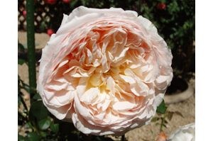 Rose Resource - Brown leaves point to accumulated salts 