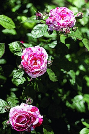 Rose fest