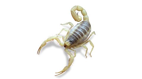 Scorpion
