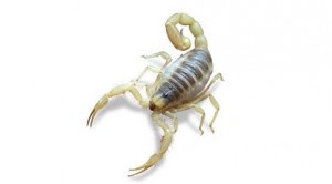 Scorpion