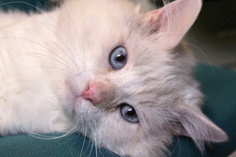 Someone to love: Timmy