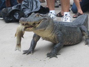 Tuesday the alligator