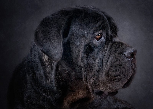 Pet of the Week: Prince