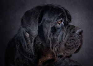 Pet of the Week: Prince