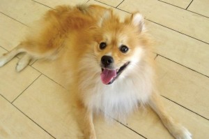 Someone to love: Bobby
