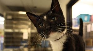 Cat rescue group needs new home 