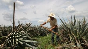 Yardsmart: Talking tequila 