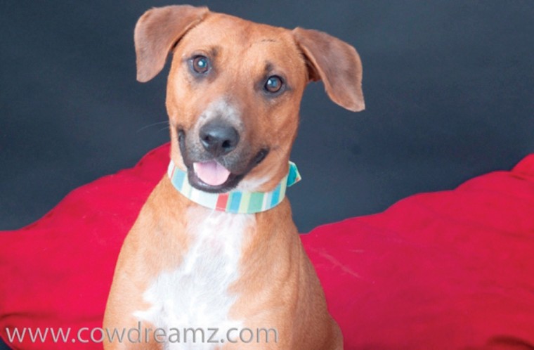 Someone to love: Jackson