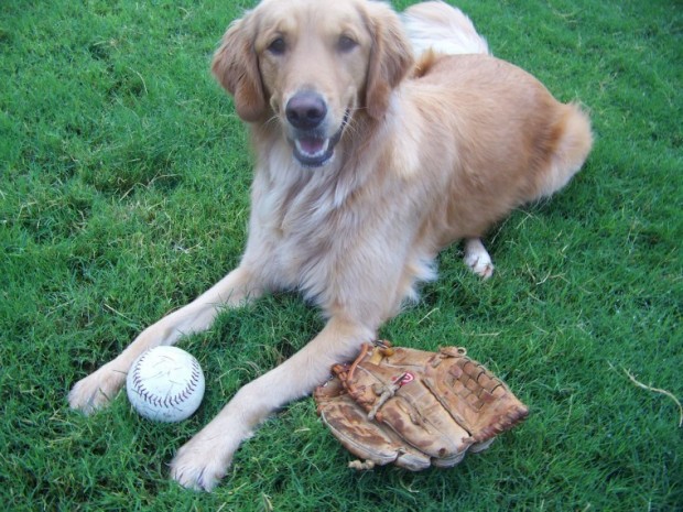 Bark in the Park