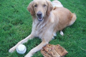 Bark in the Park