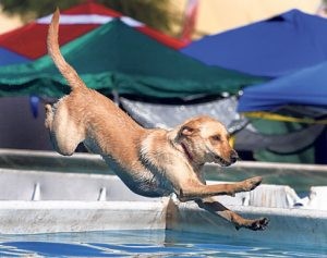 WestWorld hosts doggone agility event 