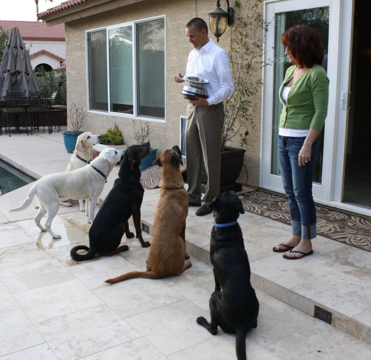 Fore the Dogs
