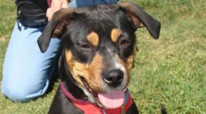 Pet of the Week: Delta 