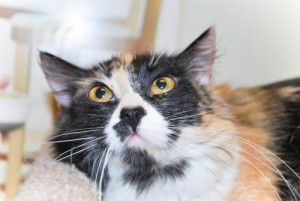 Kit Kat Rescue