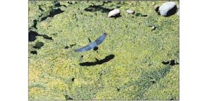 With a little help, Salt River riparian area thrives 