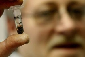 Mosquitoes bring West Nile virus 