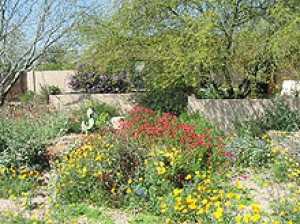 Desert landscaping