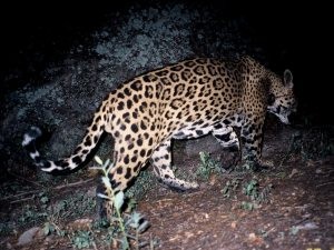 GPS collar tracking jaguar's movements 