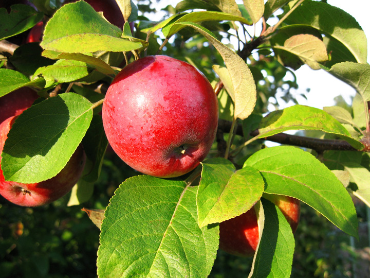 Apple