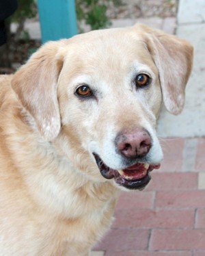Someone to love: Sailor