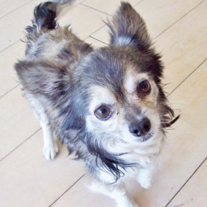 Someone to love: Rocco
