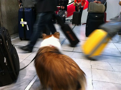 Pets Holiday Travel
