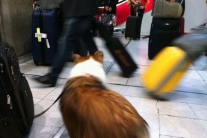 Pets Holiday Travel